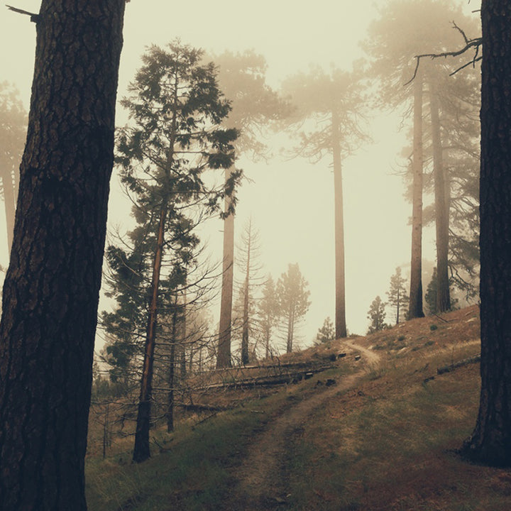 Foggy forest trail